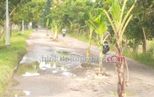 Warga Semanding Dikejutkan Penanaman Pohon Pisang di Jalan Desa
